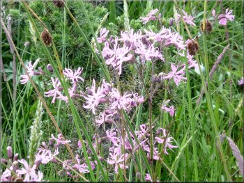 Ragged Robin in the marshy land east of the reservoir